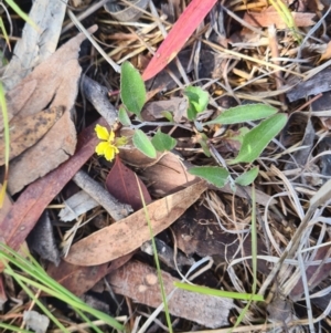 Goodenia hederacea at Little Taylor Grassland (LTG) - 3 Dec 2023