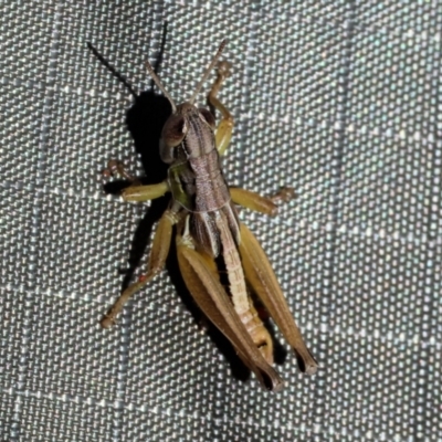 Praxibulus sp. (genus) (A grasshopper) at WREN Reserves - 2 Dec 2023 by KylieWaldon