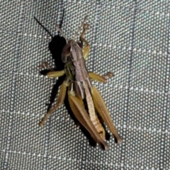 Praxibulus sp. (genus) (A grasshopper) at Wodonga, VIC - 2 Dec 2023 by KylieWaldon