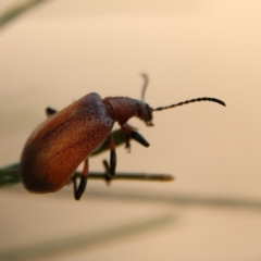 Ecnolagria grandis (Honeybrown beetle) at Higgins Woodland - 3 Dec 2023 by MichaelWenke