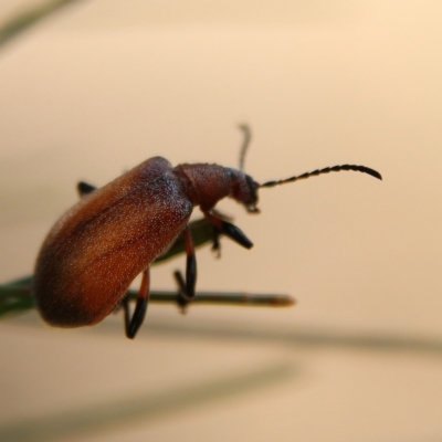 Ecnolagria grandis (Honeybrown beetle) at Higgins, ACT - 2 Dec 2023 by Trevor