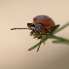 Ecnolagria grandis at Higgins Woodland - 3 Dec 2023 09:52 AM