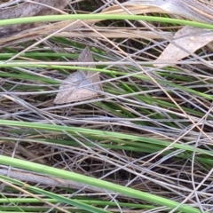 Epidesmia hypenaria (Long-nosed Epidesmia) at Little Taylor Grasslands - 2 Dec 2023 by galah681