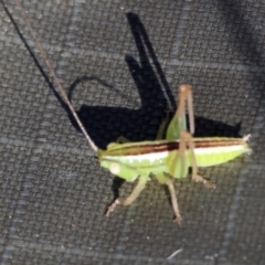 Conocephalus semivittatus (Meadow katydid) at Wodonga, VIC - 2 Dec 2023 by KylieWaldon