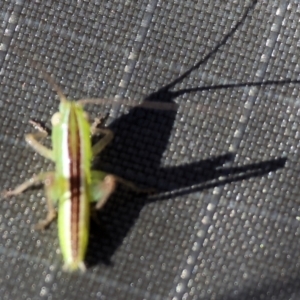 Conocephalus semivittatus at Wodonga - 3 Dec 2023