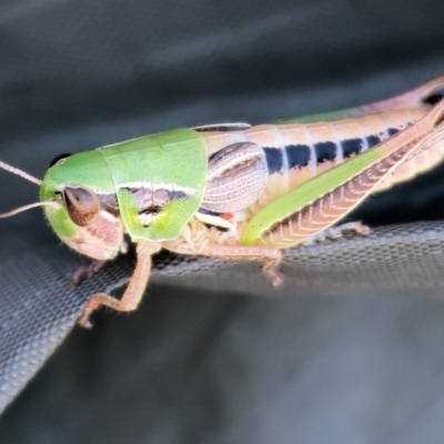 Praxibulus sp. (genus) (A grasshopper) at Wodonga - 2 Dec 2023 by KylieWaldon