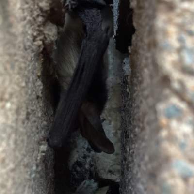 Nyctophilus sp. (genus) (A long-eared bat) at Holt, ACT - 3 Dec 2023 by Jaji