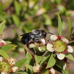 Megachile lucidiventris at Murrumbateman, NSW - 1 Dec 2023