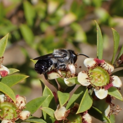 Megachile lucidiventris (Resin bee, Megachilid bee) at Murrumbateman, NSW - 1 Dec 2023 by SimoneC