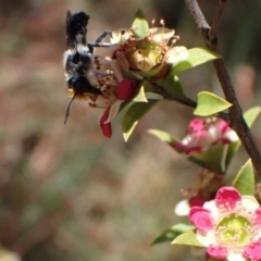 Megachile lucidiventris at Murrumbateman, NSW - 1 Dec 2023