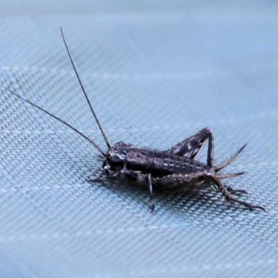 Grylloidea (superfamily) (Unidentified cricket) at Wodonga - 3 Dec 2023 by KylieWaldon