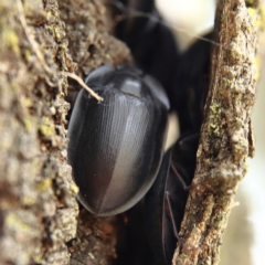 Pterohelaeus piceus (Pie-dish beetle) at Higgins Woodland - 3 Dec 2023 by MichaelWenke