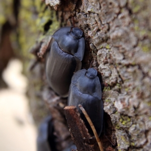 Pterohelaeus piceus at Higgins Woodland - 3 Dec 2023 09:57 AM