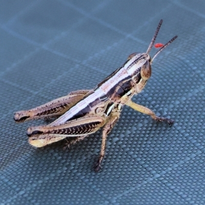 Praxibulus sp. (genus) (A grasshopper) at Wodonga - 2 Dec 2023 by KylieWaldon