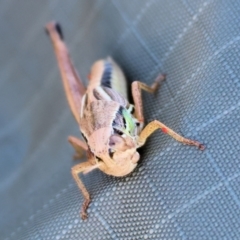 Praxibulus sp. (genus) (A grasshopper) at Wodonga, VIC - 2 Dec 2023 by KylieWaldon