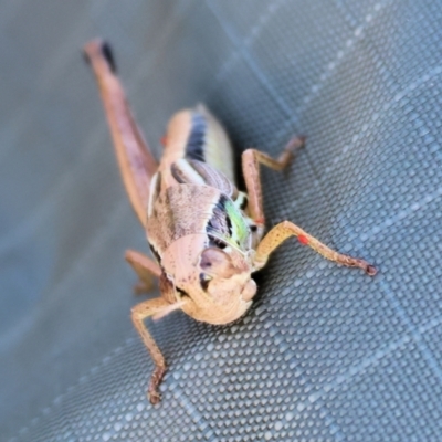 Praxibulus sp. (genus) (A grasshopper) at Wodonga, VIC - 2 Dec 2023 by KylieWaldon