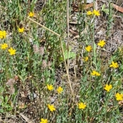 Hypericum gramineum (Small St Johns Wort) at Kambah, ACT - 2 Dec 2023 by galah681