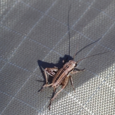 Grylloidea (superfamily) (Unidentified cricket) at Wodonga, VIC - 2 Dec 2023 by KylieWaldon