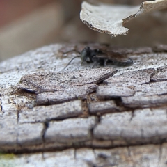 Unidentified Spider wasp (Pompilidae) at Higgins Woodland - 3 Dec 2023 by Trevor