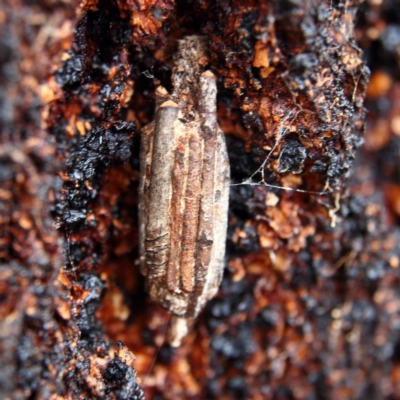 Clania lewinii & similar Casemoths (Parallel stick Case Moths) at Higgins Woodland - 3 Dec 2023 by MichaelWenke