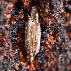 Clania lewinii (Lewin's case moth) at Higgins Woodland - 3 Dec 2023 by Trevor