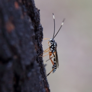 Glabridorsum stokesii at Higgins Woodland - 3 Dec 2023 12:02 PM