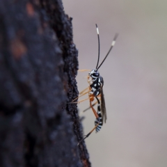 Glabridorsum stokesii (A parasitic wasp) at Higgins Woodland - 3 Dec 2023 by Trevor