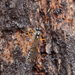 Glabridorsum stokesii at Higgins Woodland - 3 Dec 2023 12:02 PM