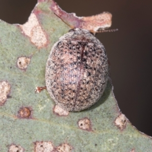 Trachymela sp. (genus) at Mount Painter - 3 Dec 2023