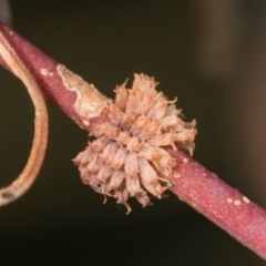 Paropsis atomaria (Eucalyptus leaf beetle) at Mount Painter - 2 Dec 2023 by AlisonMilton