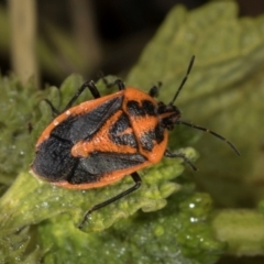 Agonoscelis rutila (Horehound bug) at Belconnen, ACT - 2 Dec 2023 by AlisonMilton