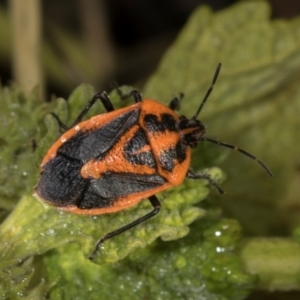 Agonoscelis rutila at Mount Painter - 3 Dec 2023 08:20 AM