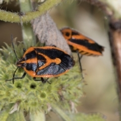 Agonoscelis rutila at Mount Painter - 3 Dec 2023 08:20 AM