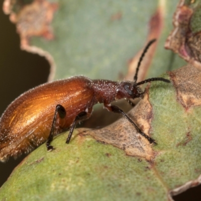 Ecnolagria grandis (Honeybrown beetle) at Mount Painter - 3 Dec 2023 by AlisonMilton