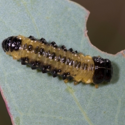 Paropsis atomaria (Eucalyptus leaf beetle) at Belconnen, ACT - 3 Dec 2023 by AlisonMilton