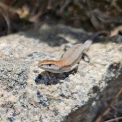 Lampropholis guichenoti (Common Garden Skink) at Braidwood, NSW - 2 Dec 2023 by MatthewFrawley