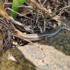 Lampropholis guichenoti at QPRC LGA - 2 Dec 2023