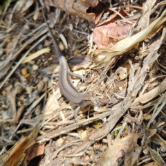 Lampropholis guichenoti at QPRC LGA - 2 Dec 2023 01:41 PM