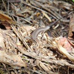 Lampropholis guichenoti at QPRC LGA - 2 Dec 2023