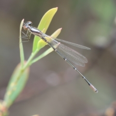 Austroagrion watsoni (Eastern Billabongfly) at Mongarlowe, NSW - 3 Dec 2023 by LisaH