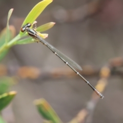 Austroagrion watsoni at QPRC LGA - suppressed