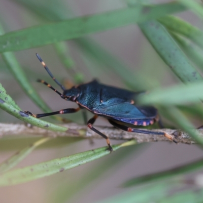 Diemenia rubromarginata (Pink-margined bug) at QPRC LGA - 3 Dec 2023 by LisaH