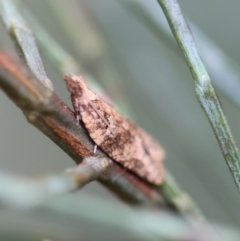 Lobesia xylistis (A Tortricid moth (Olethreutinae)) at QPRC LGA - 3 Dec 2023 by LisaH