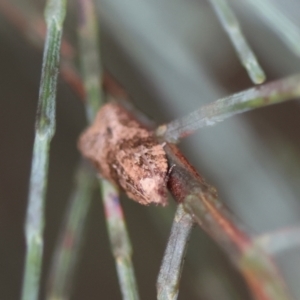 Lobesia xylistis at QPRC LGA - 3 Dec 2023