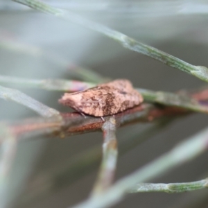 Lobesia xylistis at QPRC LGA - suppressed