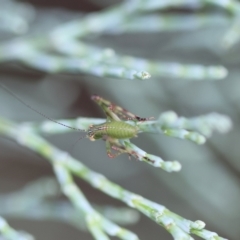 Caedicia simplex (Common Garden Katydid) at QPRC LGA - 3 Dec 2023 by LisaH