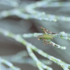 Caedicia simplex at QPRC LGA - 3 Dec 2023