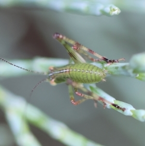 Caedicia simplex at QPRC LGA - suppressed