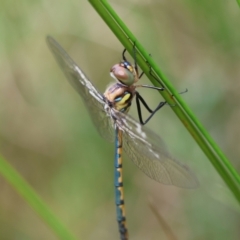 Hemicordulia australiae (Australian Emerald) at Mongarlowe River - 3 Dec 2023 by LisaH