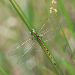 Hemicordulia australiae at QPRC LGA - suppressed